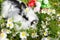 Rabbit in daisies next to Easter eggs. Easter eggs.