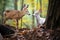 a rabbit and a deer caught in a shared moment in a forest