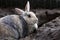 Rabbit digs holes in the sand floor