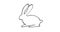 Rabbit doodle animation.