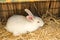 Rabbit on dry grass straw