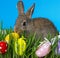 Rabbit and easter eggs in the garden grass
