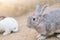 Rabbit for easter holiday ( Filtered image processed vintage eff