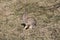 Rabbit, Eastern Cottontail