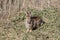 Rabbit, Eastern Cottontail