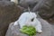 Rabbit eat lettuce on the rock