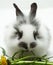 Rabbit eating a grass