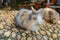 Rabbit eatting food on the rock in farm at thailand