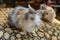 Rabbit eatting food on the rock in farm at thailand