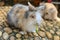 Rabbit eatting food on the rock in farm at thailand