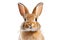 Rabbit Expressive Face on transparent background, Generative Ai