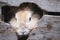 A rabbit face in the hole of old wood barn background