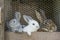 Rabbit family in cage