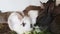 Rabbit family feeding cabbage leaves