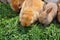 Rabbit family feeding on grass