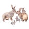 Rabbit family illustration