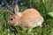 Rabbit in flowers