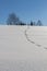 Rabbit footprints in deep fresh snow