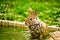 Rabbit in the forest playing in the waterfall