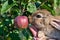 Rabbit with fruit apple