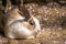 rabbit getting asleep on the fall down sakura ground