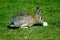 Rabbit With Golf Ball