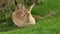 Rabbit on the Grass