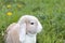 Rabbit Grass dandelion anima