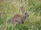 Rabbit in grassland on Skomer Island