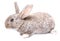 Rabbit gray sitting on white background Easter