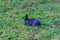 Rabbit on the green grass