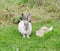 Rabbit on green grass, Safari Park Taigan, Crimea.