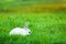 Rabbit on a green meadow