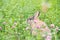 Rabbit on a green meadow with pink clover