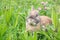 Rabbit on a green meadow with pink clover