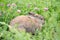 Rabbit on a green meadow with pink clover