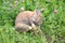 Rabbit on a green meadow with pink clover