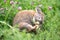 Rabbit on a green meadow with pink clover