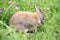 Rabbit on a green meadow with pink clover