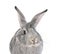 Rabbit Gris de Touraine