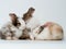 Rabbit group pet animal wild white brown color pretty beautiful mammal bunny small young farm baby portrait indoor studio symbol