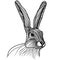 Rabbit or hare head vector illustration