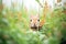 rabbit hiding in tall grass with garden flowers ahead