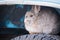 Rabbit hiding on the tire of the car