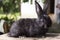 Rabbit home on the plot closer to the natural environment