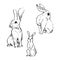 Rabbit ink illustrations set. Wild animals sketches with simple, minimal style. Textured nature drawings group.