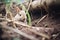 rabbit inside burrow peering out