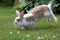 Rabbit jumping on the grass