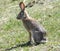 Rabbit in Kalajun Grassland