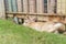 A rabbit laying down on the grass and leaning on the wooden fence